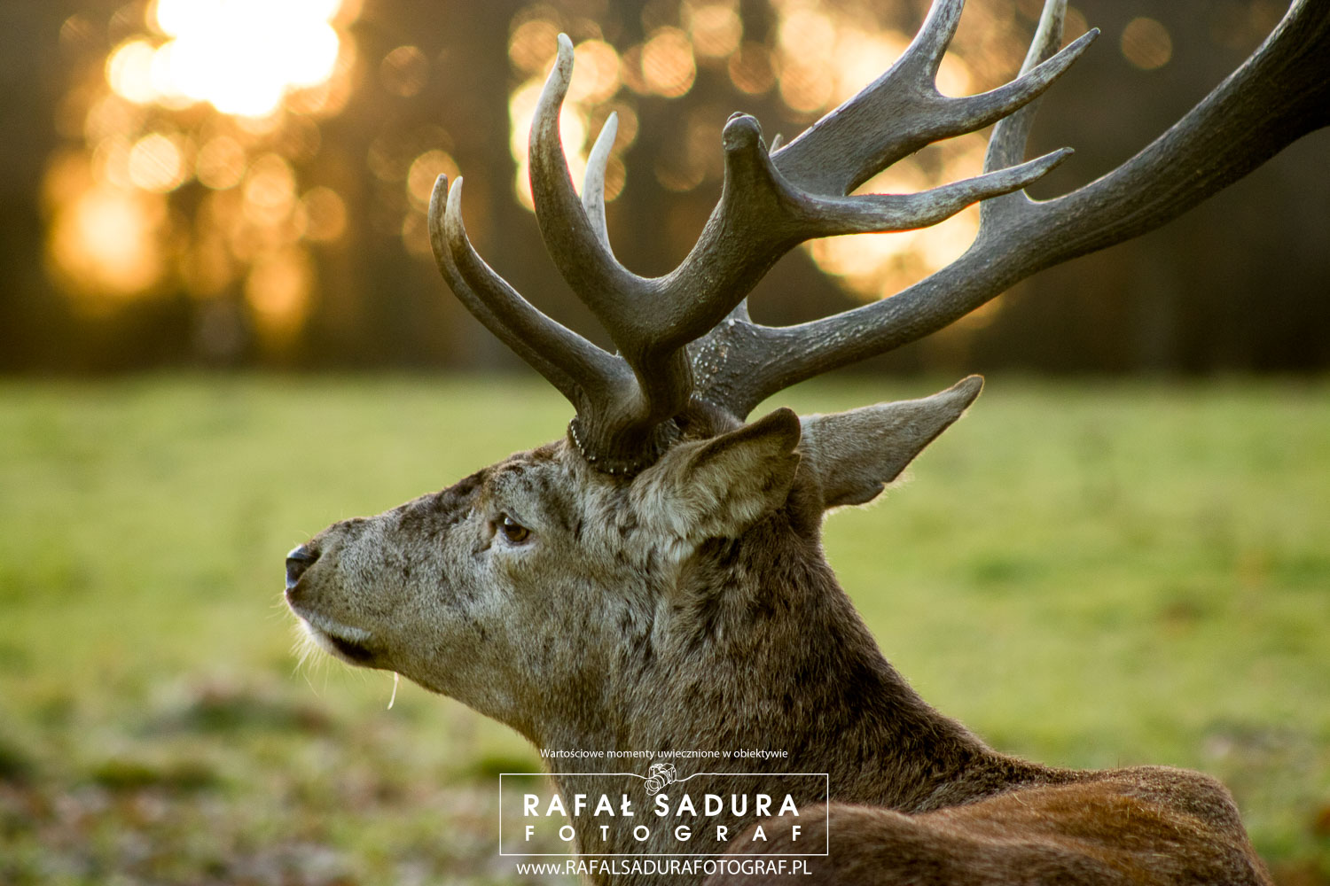 Obraz: Jeleń na Łące o Zachodzie Słońca